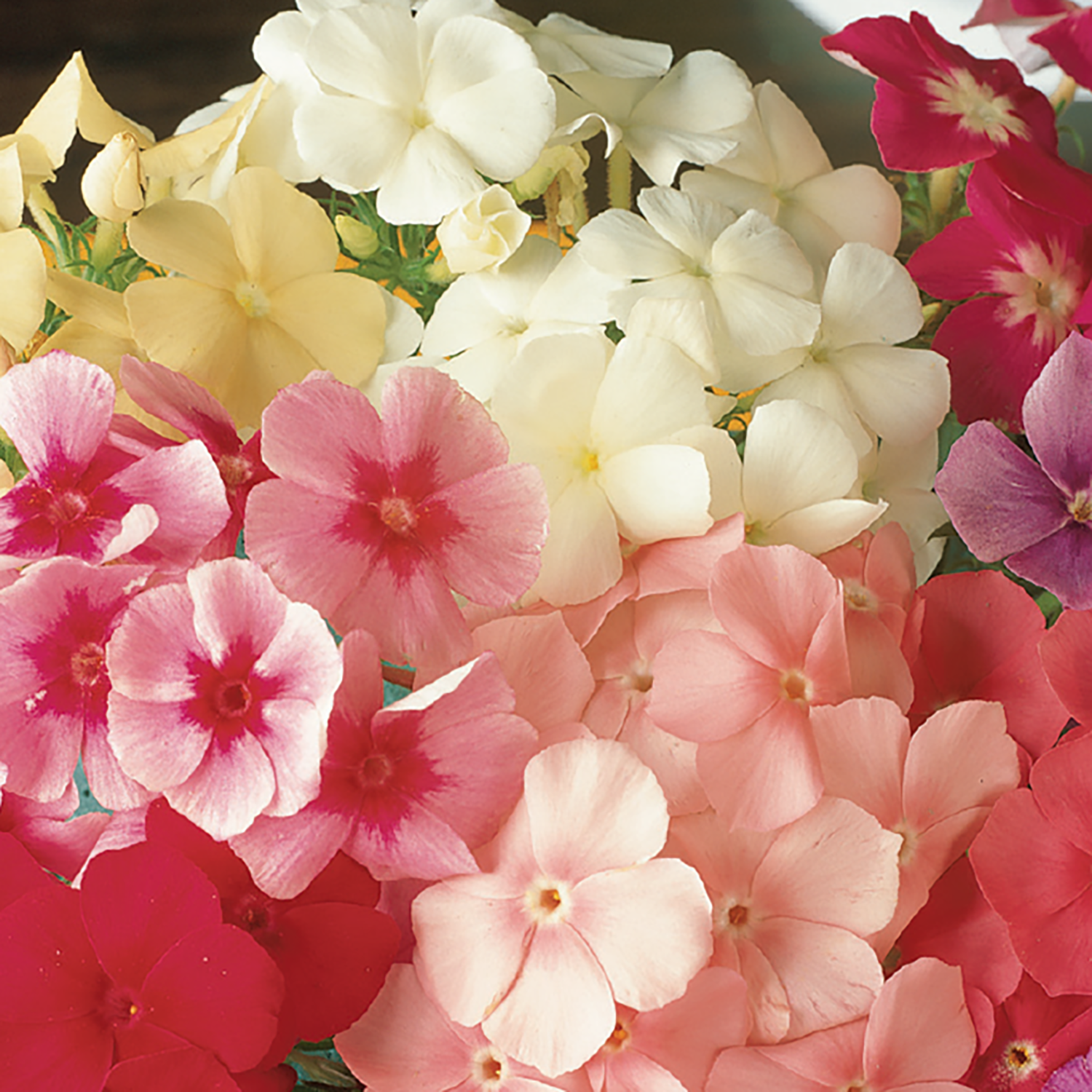A variety of phlox flowers in bloom, with colors including pink, red, white, and yellow.